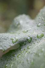 Charger l'image dans la galerie, CHAMPAGNE DN, LE CLASSIQUE