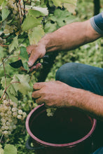 Charger l'image dans la galerie, CHAMPAGNE DN, LE CLASSIQUE